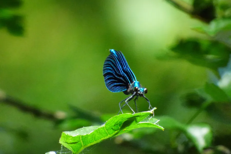 Caballito del diablo azul