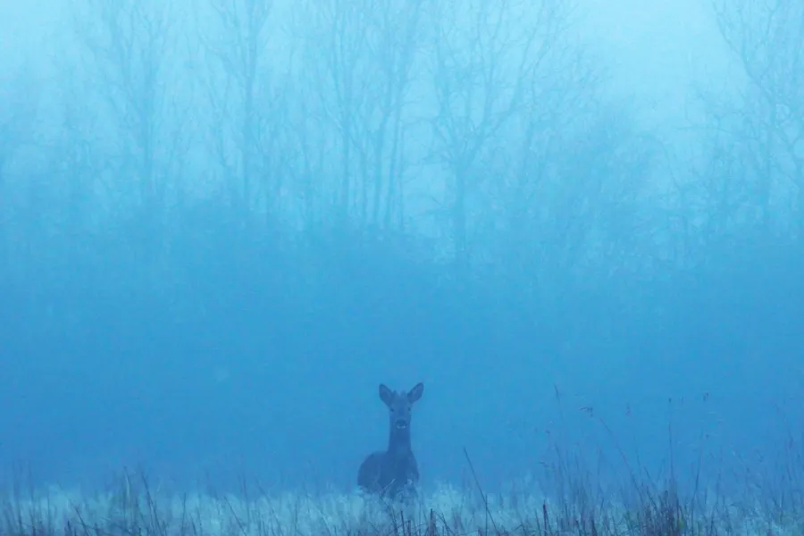 Corzo en la niebla