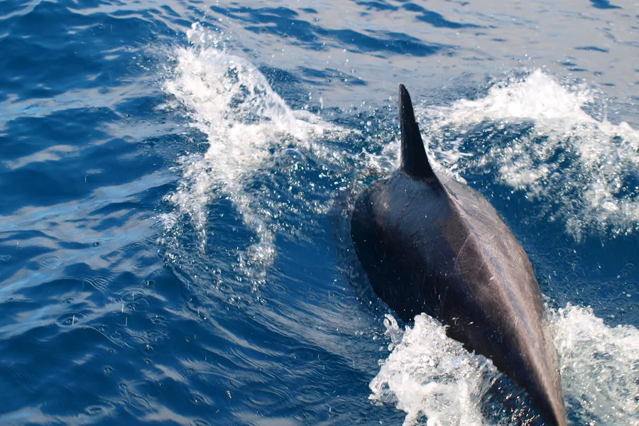 Delfín mular en el océano Atlántico