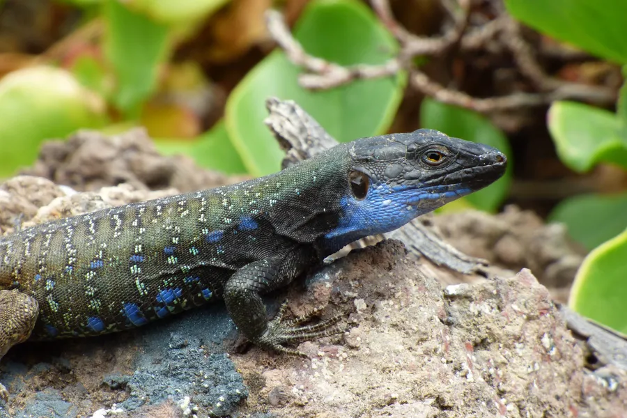 Lagarto tizón