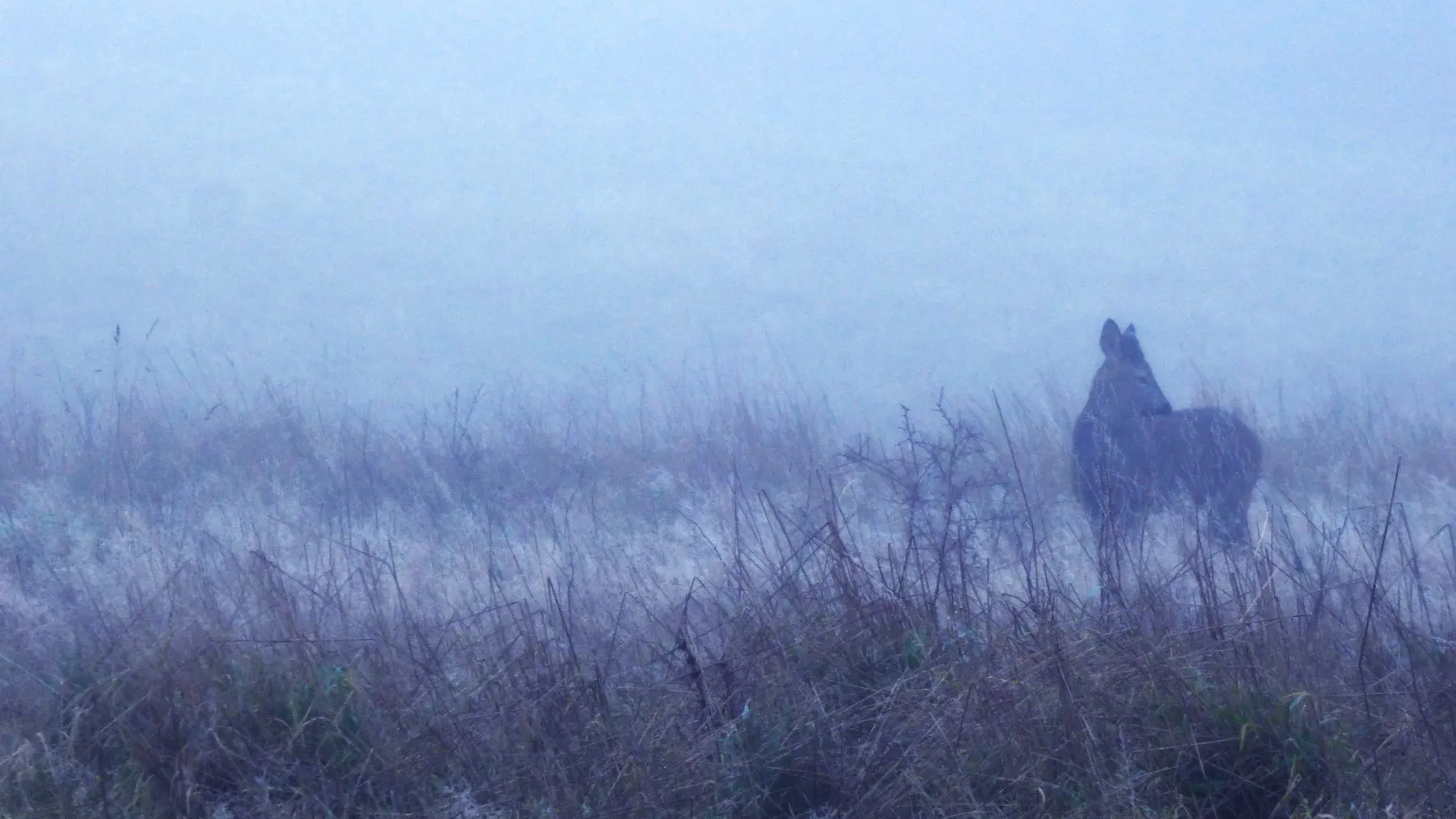 Fotografía de un corzo salvaje en la niebla tomada por la autora Virginia Marín