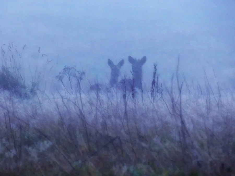 Fotografía de dos corzos en la niebla tomada por la autora Virginia Marín